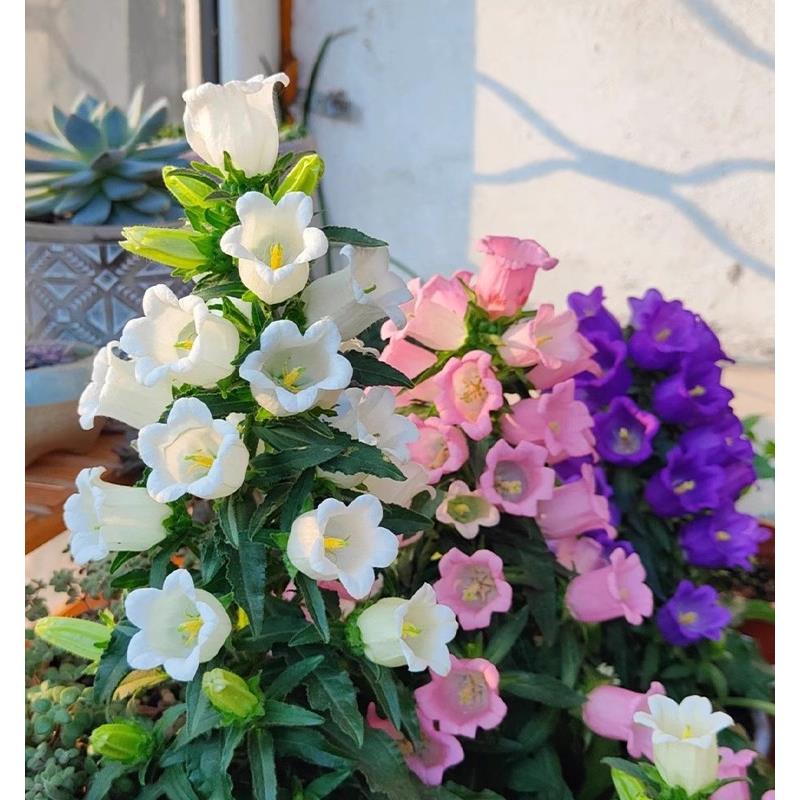 风铃花种子四季阳台盆栽花卉植物室外庭院地栽易种植风铃草花籽