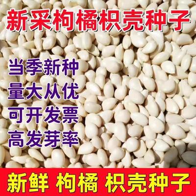 新采枸橘种子枳壳种子香橙红橘种子柑橘马甲子嫁接砧木带刺篱笆墙