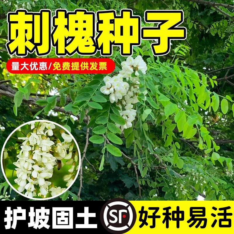 刺槐种子护坡固土草籽草种白花刺槐树香花槐紫穗槐洋槐槐花树种籽