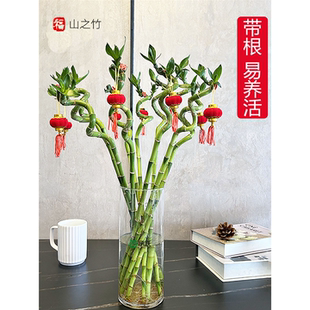 富贵竹带根转运竹子水培植物客厅桌面招财盆栽文昌竹节节高开运竹
