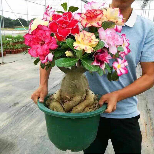 沙漠玫瑰盆栽老桩四季开花