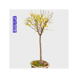 嫁接原生素心腊梅树苗独杆老桩梅花庭院耐寒浓香型花卉盆景盆栽