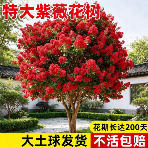 室外庭院特大老桩紫薇花树苗