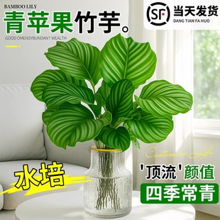 青苹果竹芋水培植物绿植办公室内客厅净化空气盆栽四季常青水养花