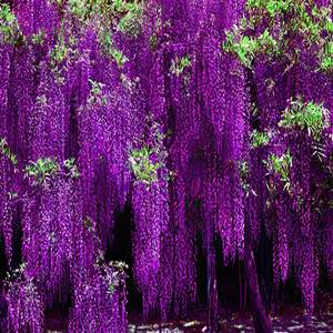 紫藤花树苗爬植物庭院围墙