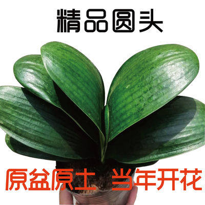 君子兰盆栽圆头和尚精品客厅