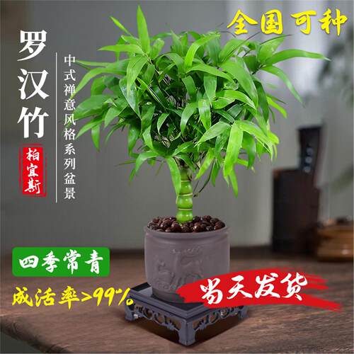佛肚竹盆栽老桩绿植景罗汉