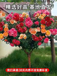 开花卉室外阳台盆栽植物玫瑰带花好养 嫁接棒棒糖树桩月季 花苗四季