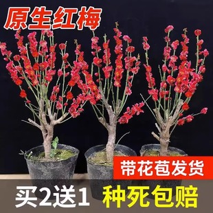 红梅花盆栽老桩红梅腊梅盆景树苗花卉耐寒室内阳台庭院骨里梅花