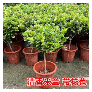 米兰盆栽花苗花卉阳台观花喜阳植物净化空气四季绿植盆景开花耐寒