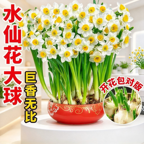 漳州水仙花种球水培植物