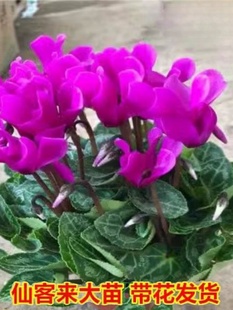 新品仙客来盆栽带花发货好养室内花卉四季花阳台室内盆栽观花植物