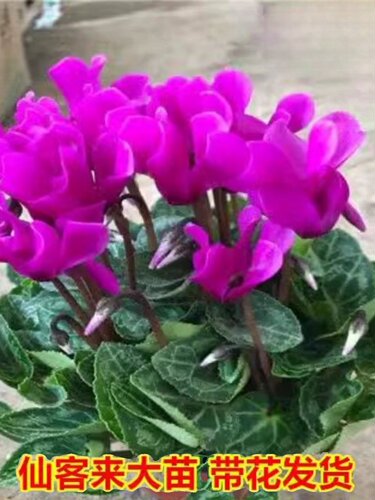 新品仙客来盆栽带花发货好