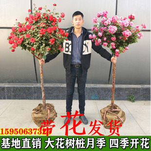 嫁接树状月季花苗老桩庭院地栽开花盆栽树桩月季树特大花浓香四季