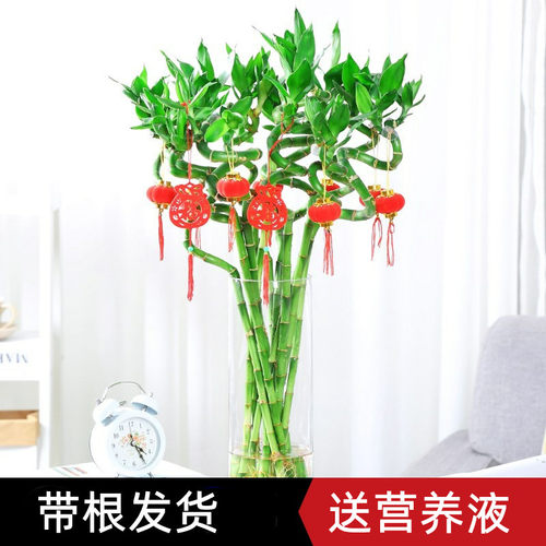 水培植物富贵竹转运室内客厅