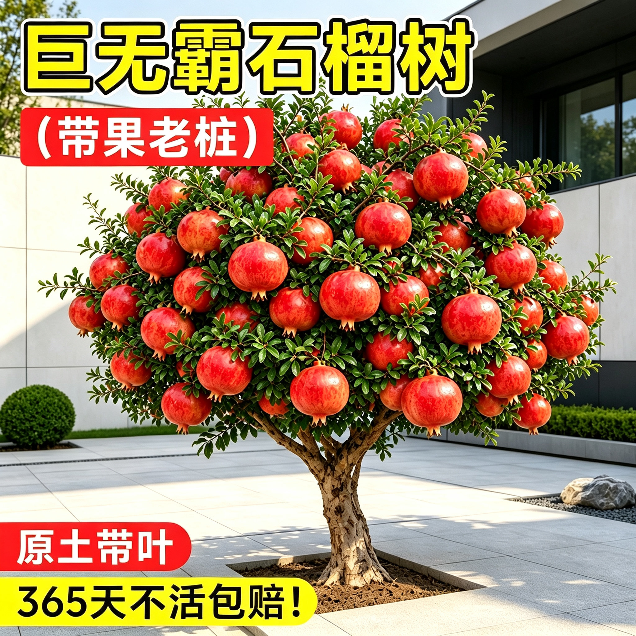 突尼斯无籽石榴树苗耐寒好养