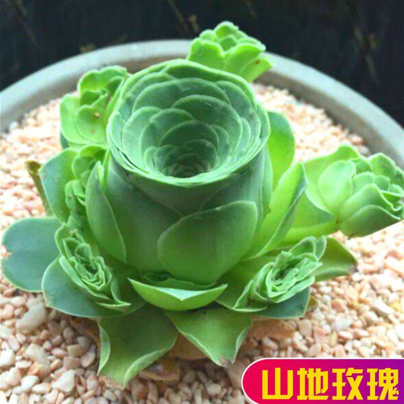 山地玫瑰多肉植物大颗好养图片