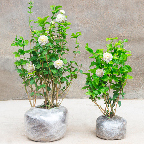 三叶轮生虎头茉莉苗花盆栽