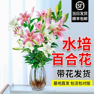 水培植物香水百合花盆栽带花苞室内办公室客厅好养花卉水养插花