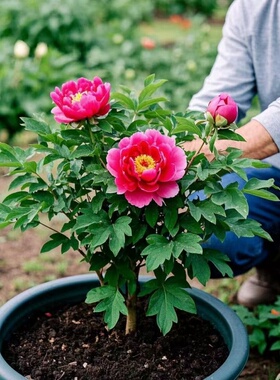 牡丹鲜花盆栽大花苞观赏花苗重瓣大苗正宗花王洛阳红阳台牡丹树苗