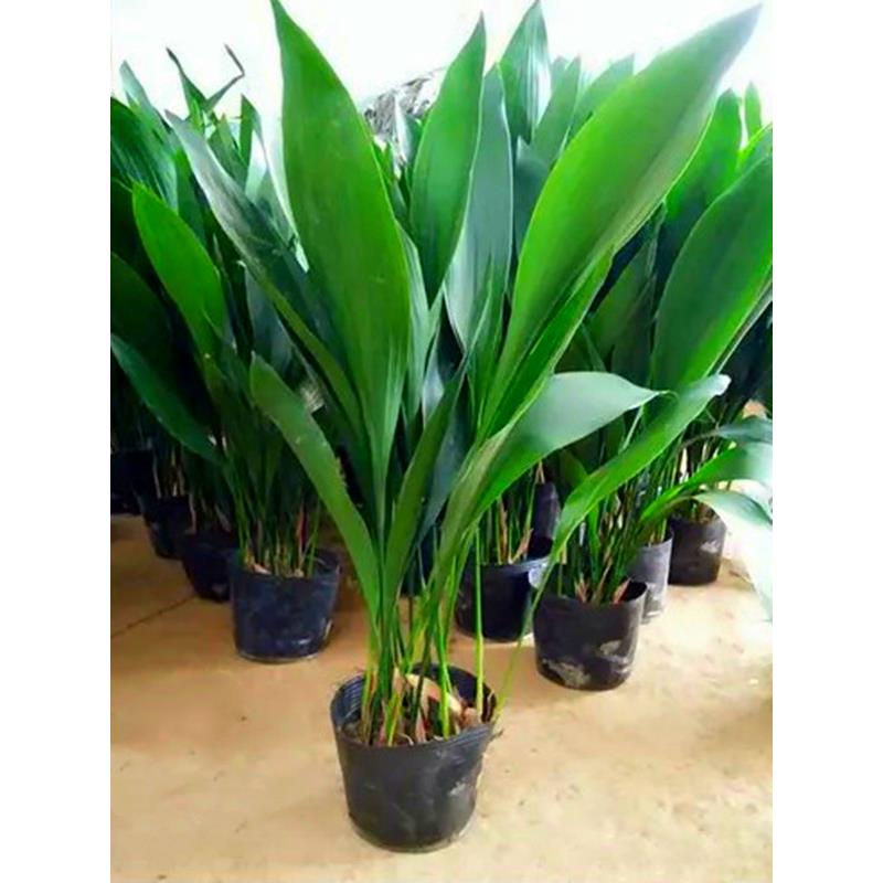 一叶兰盆栽大叶万年青客厅室内阳台观叶植物花卉四季常青耐寒绿植