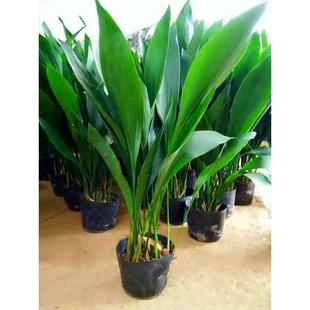 一叶兰盆栽大叶万年青客厅室内阳台观叶植物花卉四季常青耐寒绿植