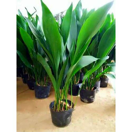 一叶兰盆栽大万年青客厅室