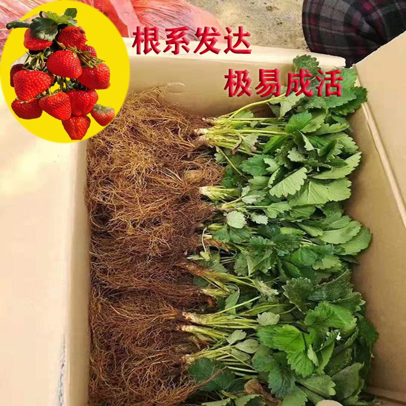 四季草莓苗盆栽带盆带土奶油草莓苗室内外南北方种植秧苗当年结果