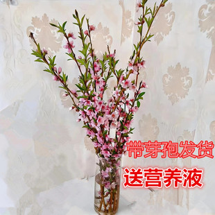 桃花枝水培开花书房水培干枝花卉带花苞客厅桃树枝条鲜枝雪柳水养