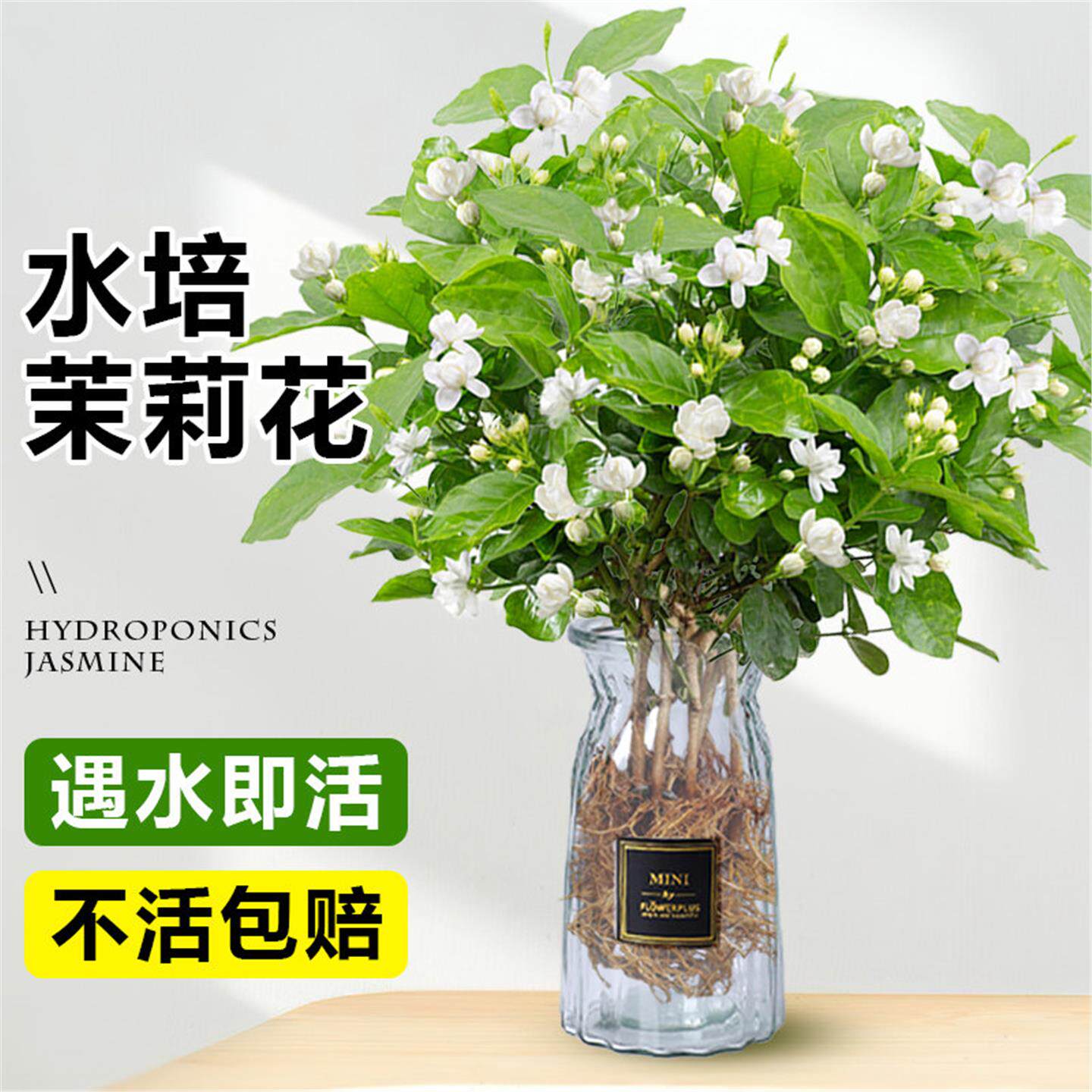 茉莉花水培植物盆栽办公室内桌面好养适合懒人养的花卉绿植九里香