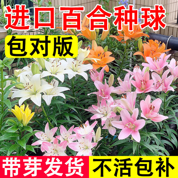 进口百合种球香水百合花室内盆栽花卉植物庭院地栽开花带芽发货