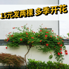 凌霄花爬藤植物耐寒耐热多季开花炮仗花苗阳台易活花植物凌霄花苗