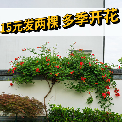 凌霄花爬藤植物耐寒热