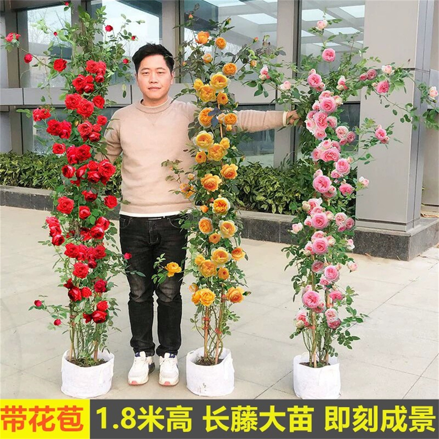 四季开花浓香大花藤蔓月季盆栽