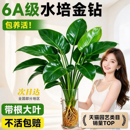 6A大叶金钻水培懒人桌面绿植