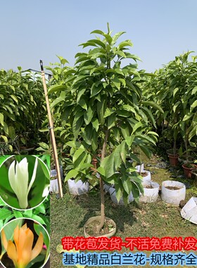 白兰花玉树苗盆栽庭院室外