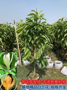 白兰花玉兰花树苗盆栽庭院室外花卉带花苞黄角兰矮桩黄果兰大树