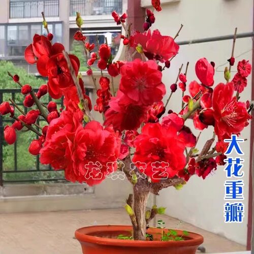 浓香型耐热寒四季梅花腊红室内