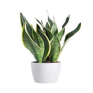 金边虎皮兰盆栽多肉易活水培植物绿植办公室内花卉大全客厅虎尾兰