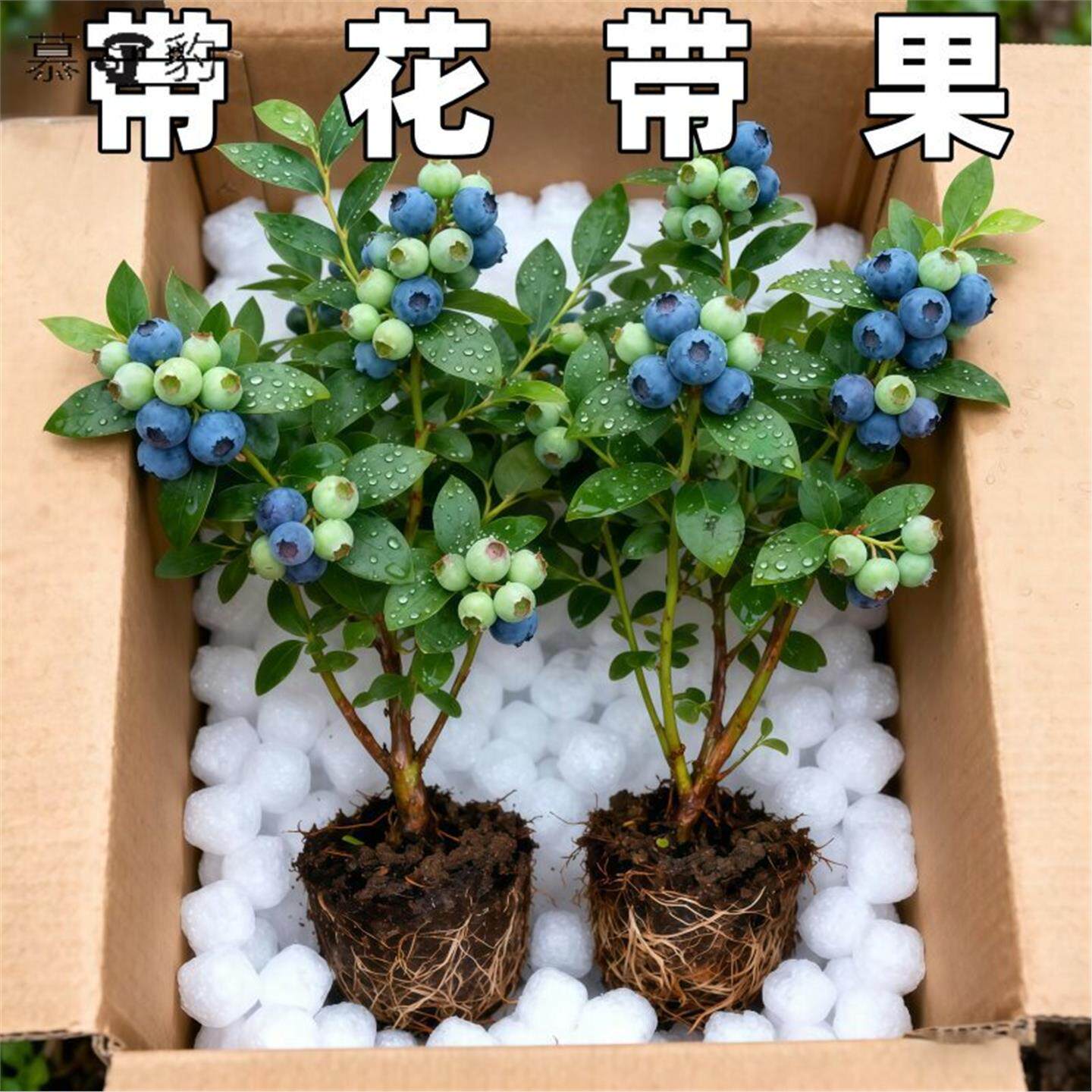 蓝莓树果苗盆栽梅特大号带图片
