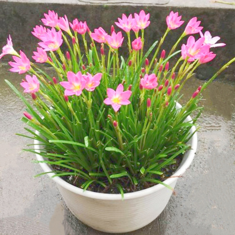 四季开花风雨兰种球重瓣韭兰葱兰花苗庭院花卉阳台盆栽耐热耐寒