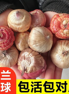 剑兰种球四季室外庭院易种多年花卉盆栽十三太保唐菖蒲植物球根