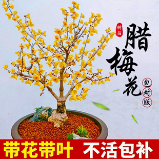 腊梅花树苗盆栽室内名贵花卉盆栽易活四季 庭院地栽阳台老桩绿植物