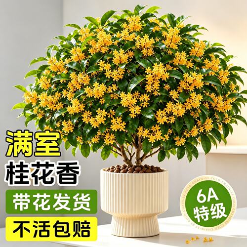 四季桂花盆栽耐晒浓香好养