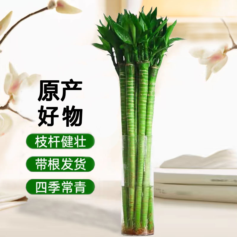 带根富贵竹植物文昌龙观音