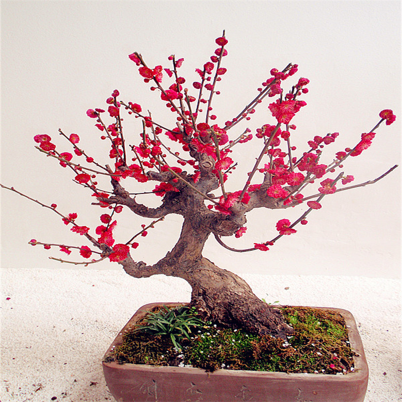 北方室外耐寒植物梅花盆栽