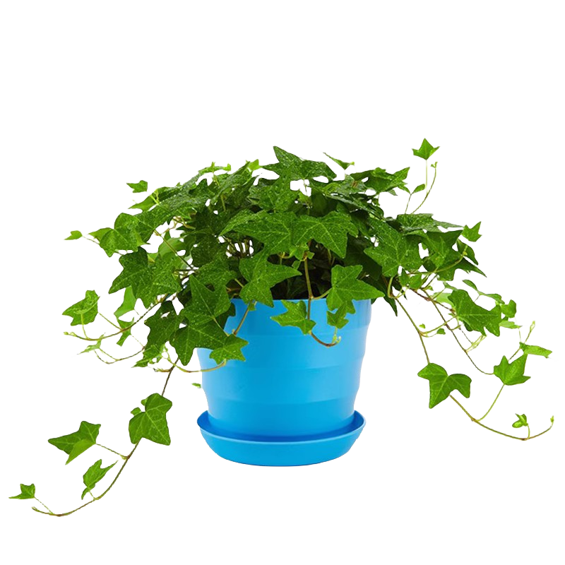 金边常春藤盆栽水培花卉植物室内垂吊兰绿植好养四季常青绿化阳台