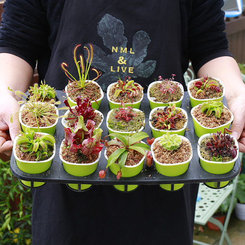 捕蝇草盆栽猪笼食虫人花卉