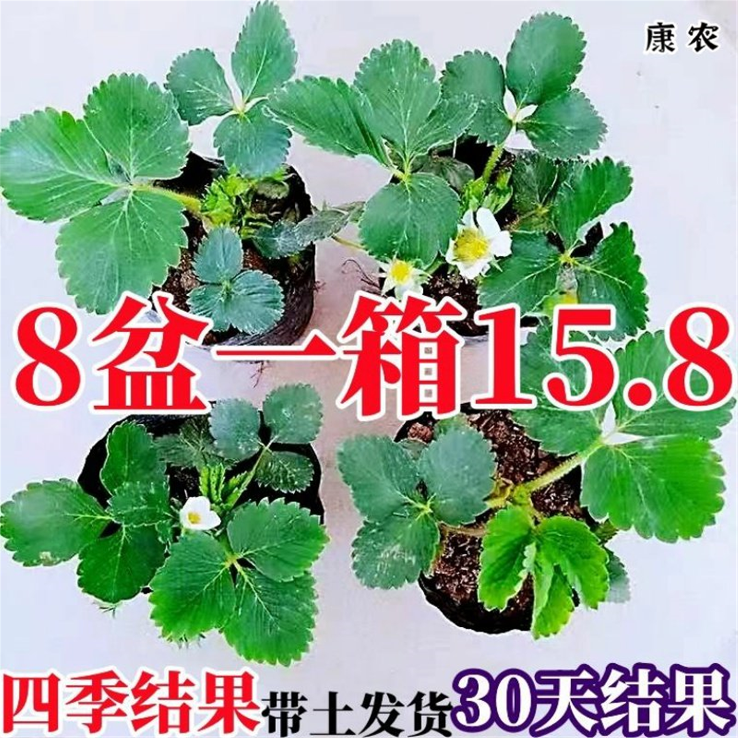 新品种奶油草莓苗盆栽大苗阳台庭院种植南北方当年结果牛奶草莓苗