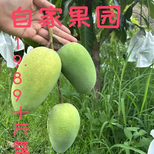 攀枝花独有攀研二号芒果新鲜水果自家果园产地直发布丁芒特价